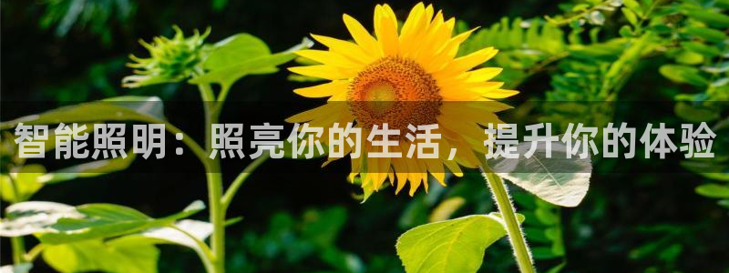 云顶游戏网址